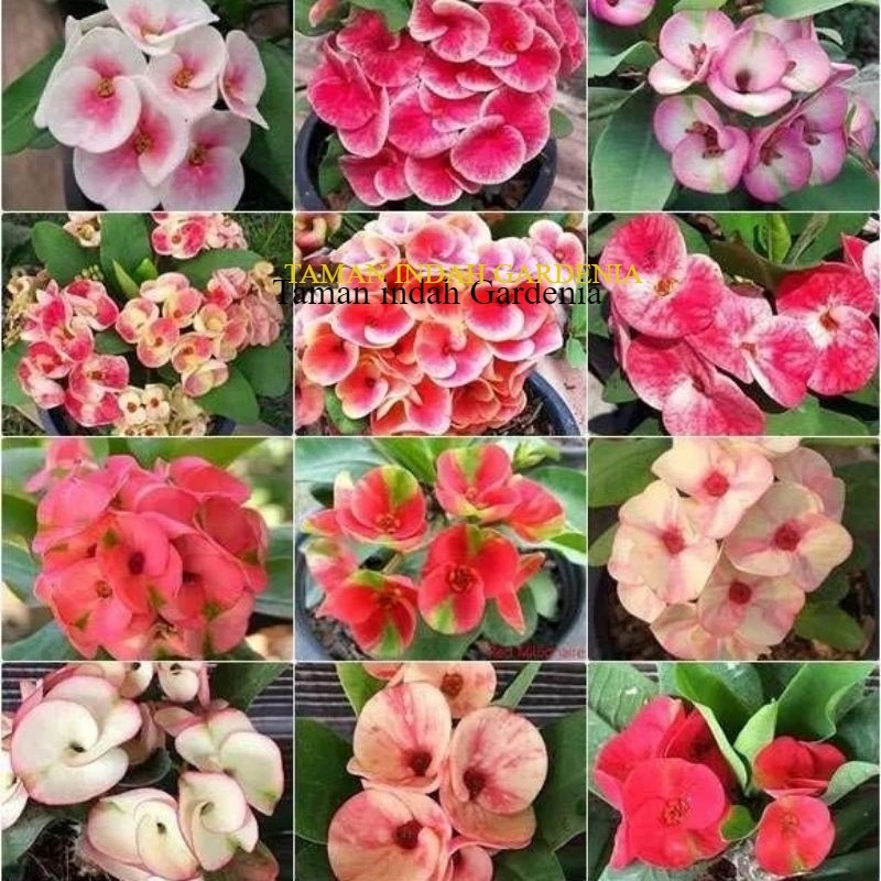 PAKET HEMAT Paket 12 Tanaman Hias Euphorbia - Tanaman hias euphorbia macam macam bunga