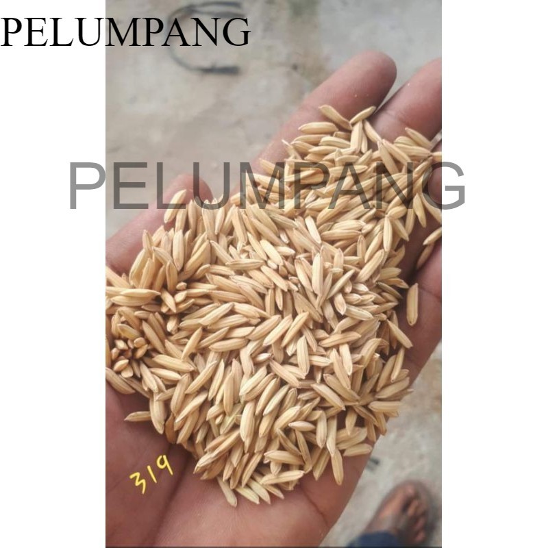 PADI BENIH PADI MR319/5KG