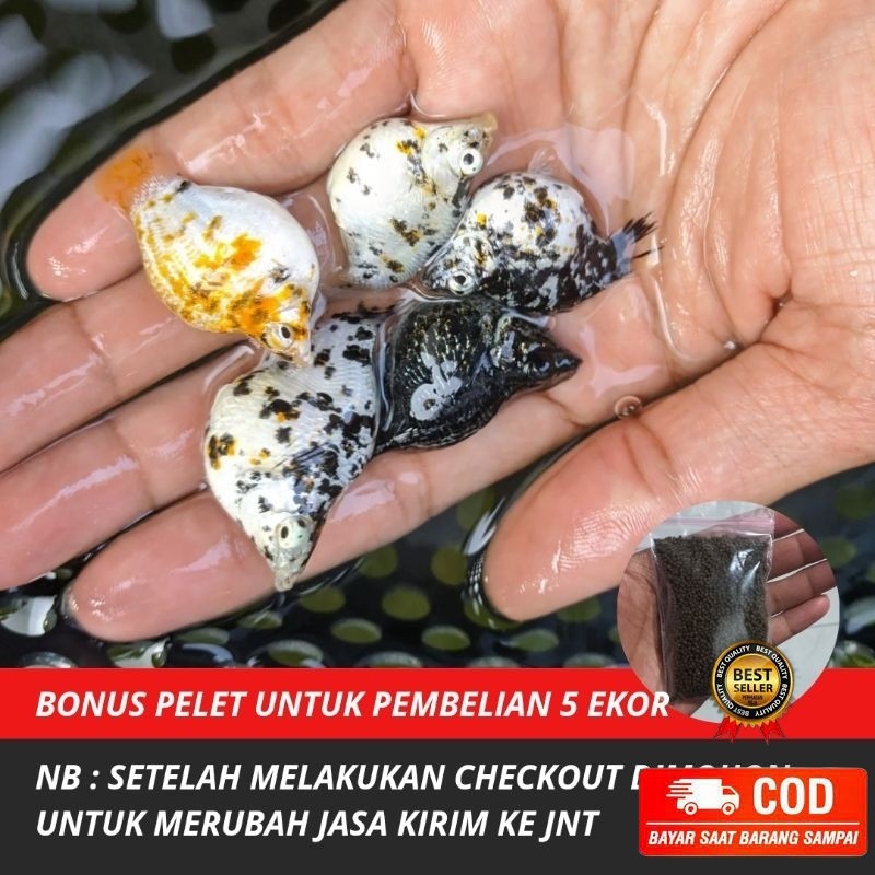 new Dekorasi Aquarium Molly Marble indukan