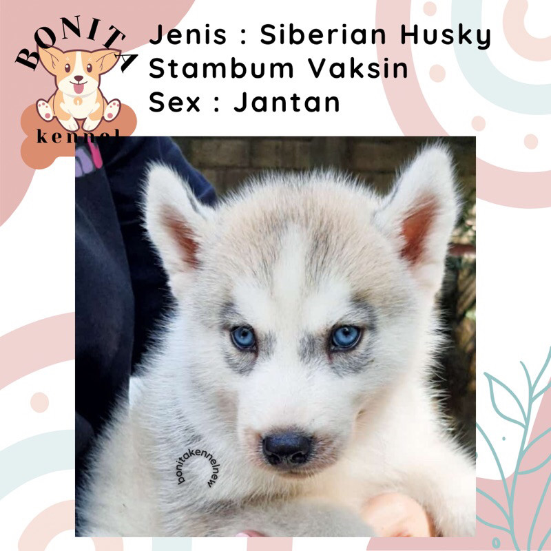 Siberian Husky Stambum Grey Copper Anak Anjing Husky Jantan Betina