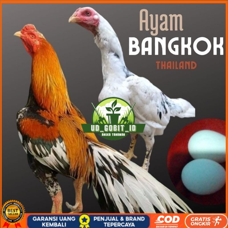 

telur ayam bangkok petarung bisa untuk di tetaskan UD_GOBIT_ID