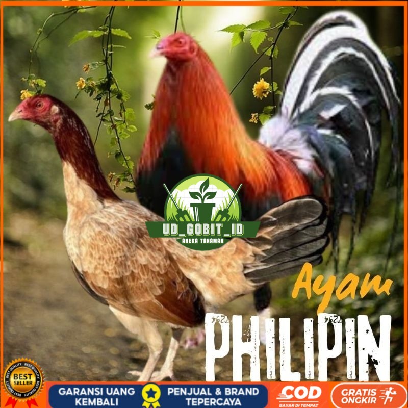 

telur ayam philipin import AK47 bisa untuk di tetaskan UD_GOBIT_ID