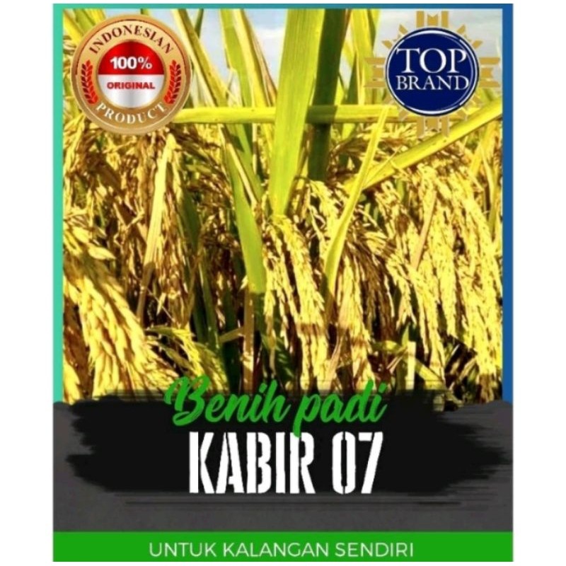 benih padi Kabir 07 kemasan 5 kg
