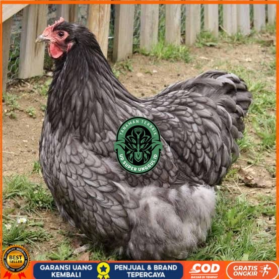 

Telur ayam bantam chocin / telur ayam hias / telur fertil siap cod UD_SUPER_UNGGUL_ID