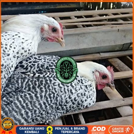 

Telur ayam arab / telur ayam hias / telur fertil siap kirim UD_SUPER_UNGGUL_ID
