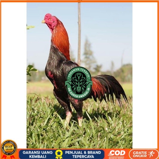 

3 EKOR TELUR BIRMA SUPER PROMO MURAH (COD) UD_SUPER_UNGGUL_ID