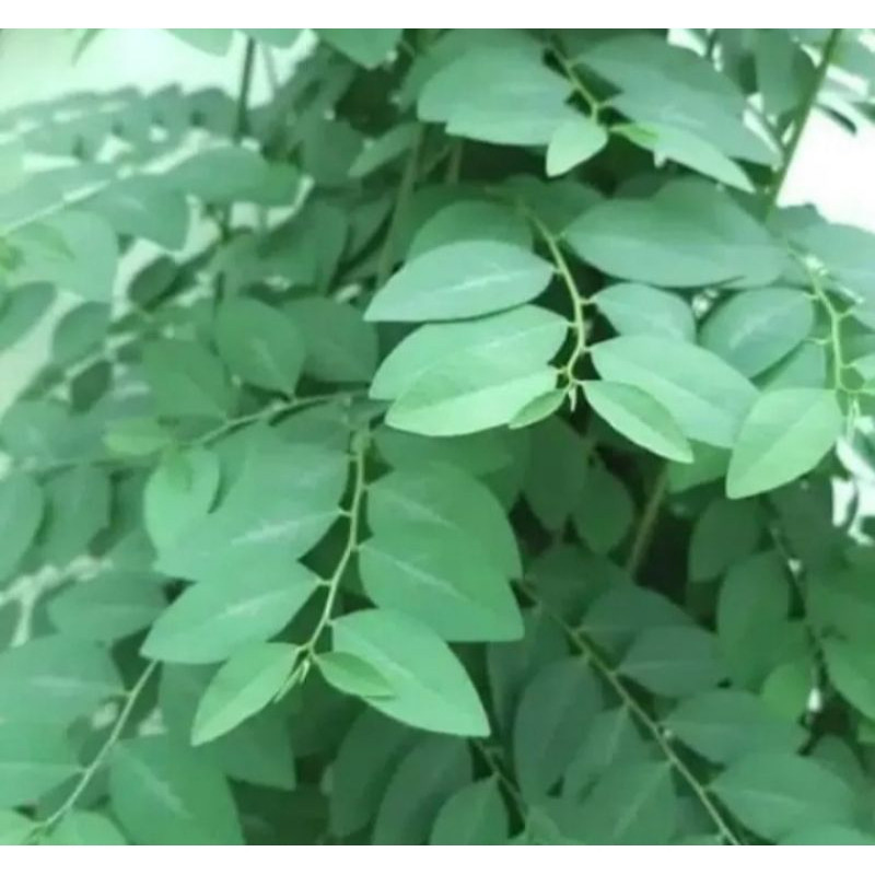 

DAUN KATUK SEGAR 100gr PELANCAR ASI 100% ASLI (PESAN PAKAI JNT) Rempah_herbalCo