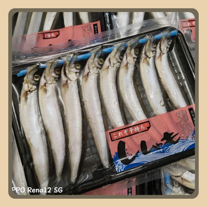 

Ikan Shisamo Full Telur (Female) - Ikan Cipung - Ikan Capelin