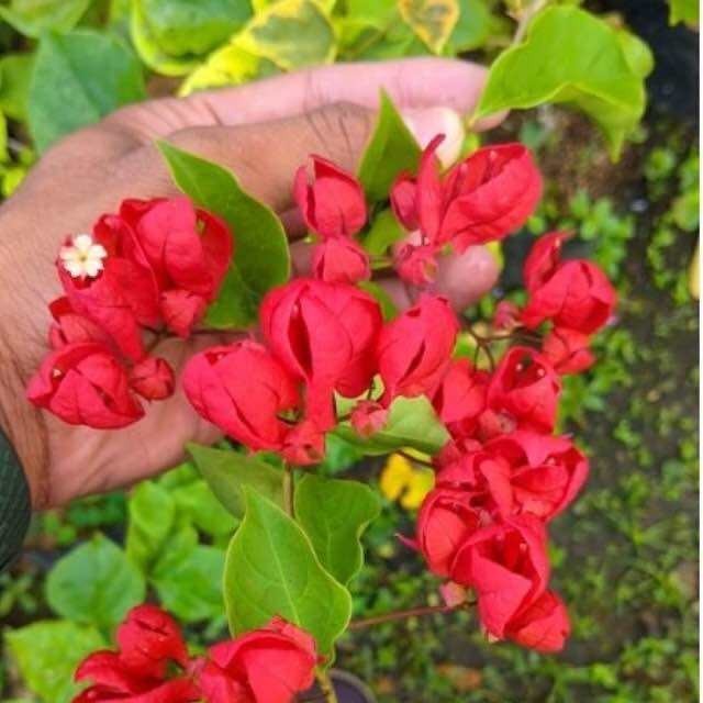 MURAH Bibit Bougenville Anggur Merah Bugenvil Import Anggur Merah