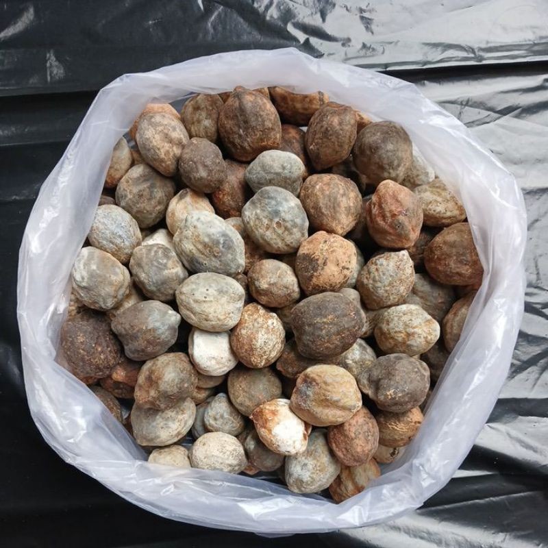 

(500g) Kemiri / Kemiri masih ada cangkang