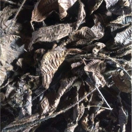 

Daun Harendong Bulu Senggani Kering Asli 500 Gram