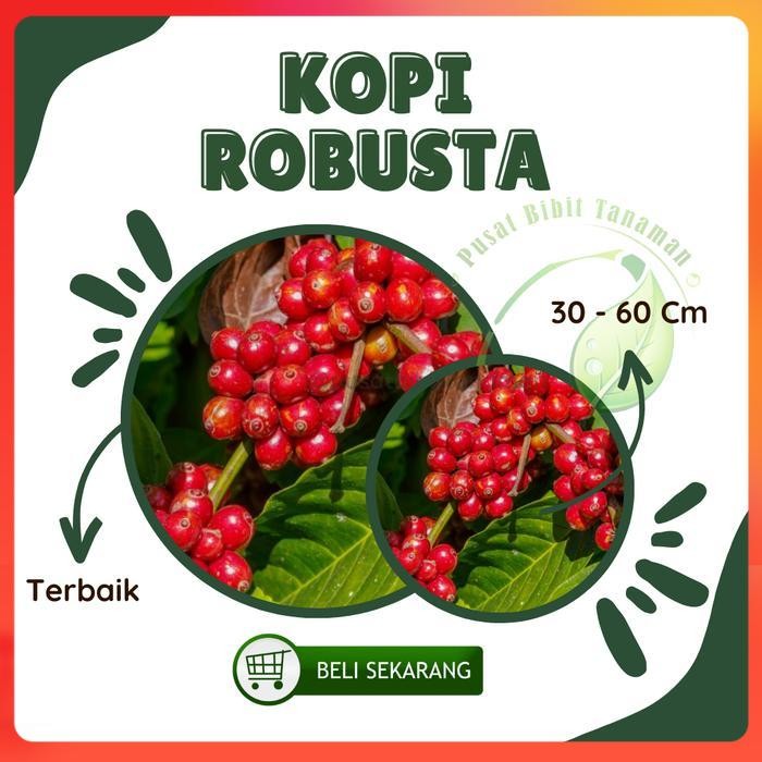 Bibit Tanaman Kopi Robusta Okulasi Premium - Pohon Kopi Robusta 40 - 70Cm Siap Tanam Kualitas Terbai