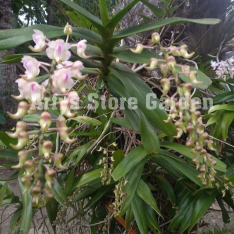 TANAMAN HIAS ANGGREK KUKU MACAN Anggrek Kuku Macan , Tanaman Hias Bunga anggrek Hutan Bunga hias kuk