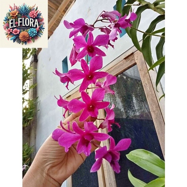 Anggrek Dendrobium Bantimurung Dewasa