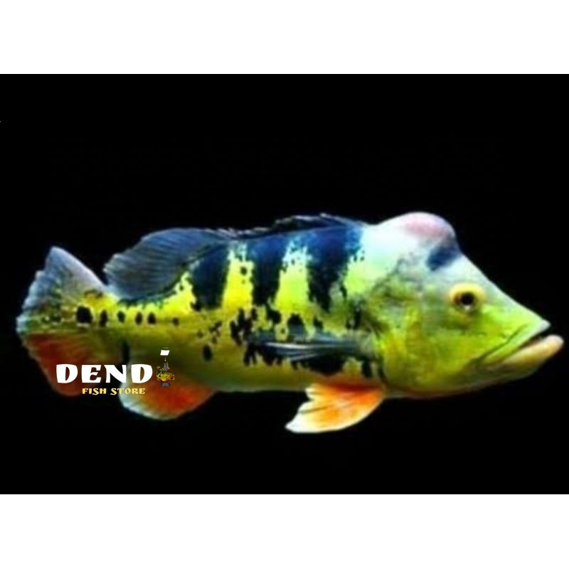 Pbass MONO SIZE 7-8 CM pbas piecok
