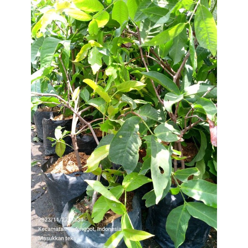 BIBIT JAMBU GREEN GIANT CANGKOK