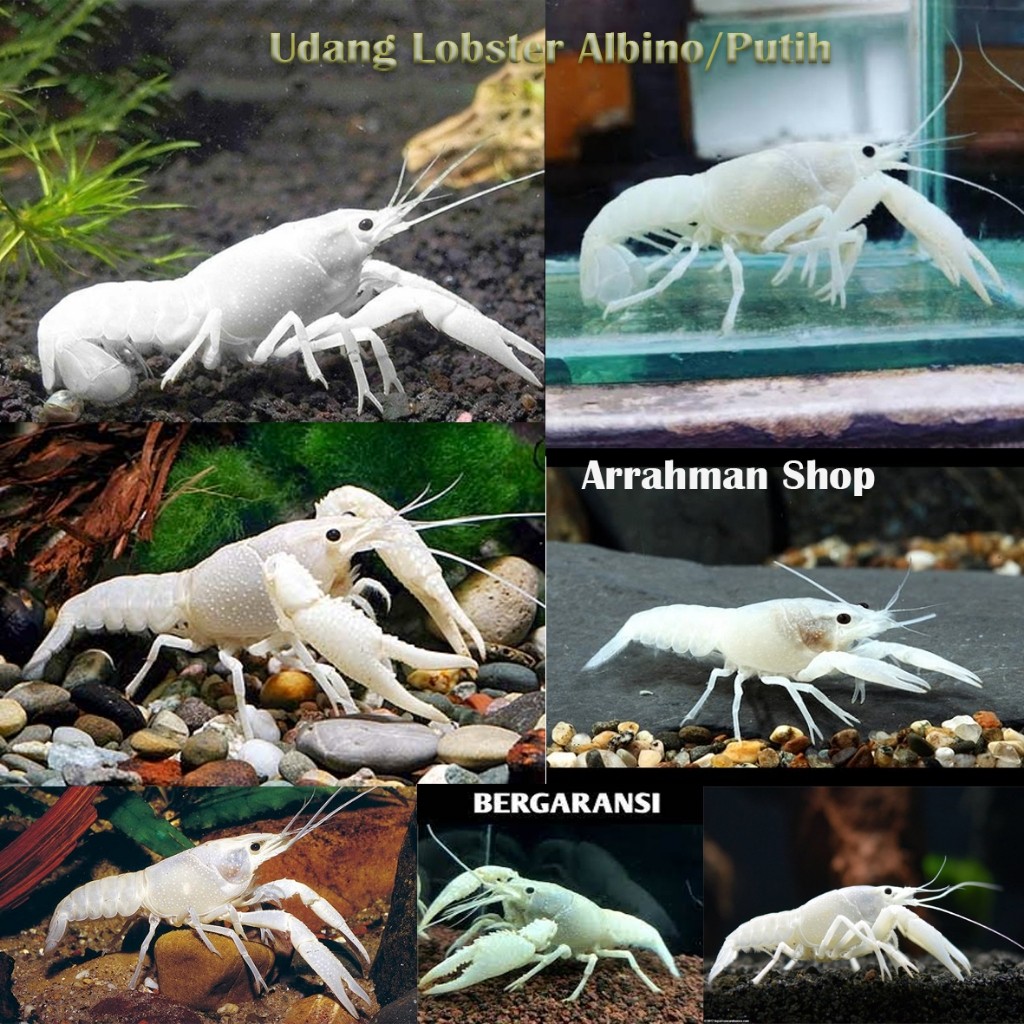 Paket Udang  Hias Lobster Hias Putih Air Tawar Hiasan Akuarium Aquascape