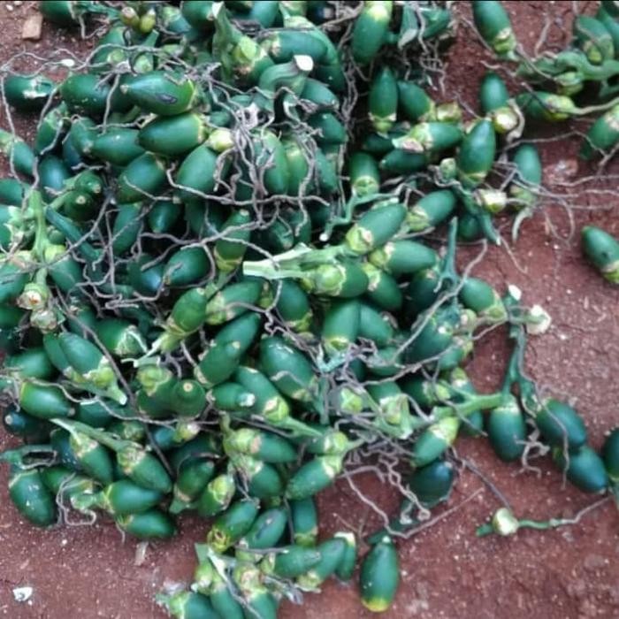 

Buah pinang muda per30 biji atau sekilo Shop with