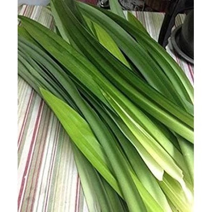 

Daun Pandan Segar Rempah Herbal Natural Obat Alami 20 lembar