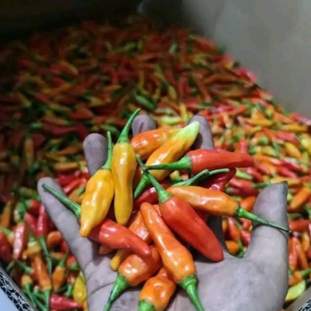 

PROMO cabe rawit merah fress petik langsung dari petani 1kg/1000gram