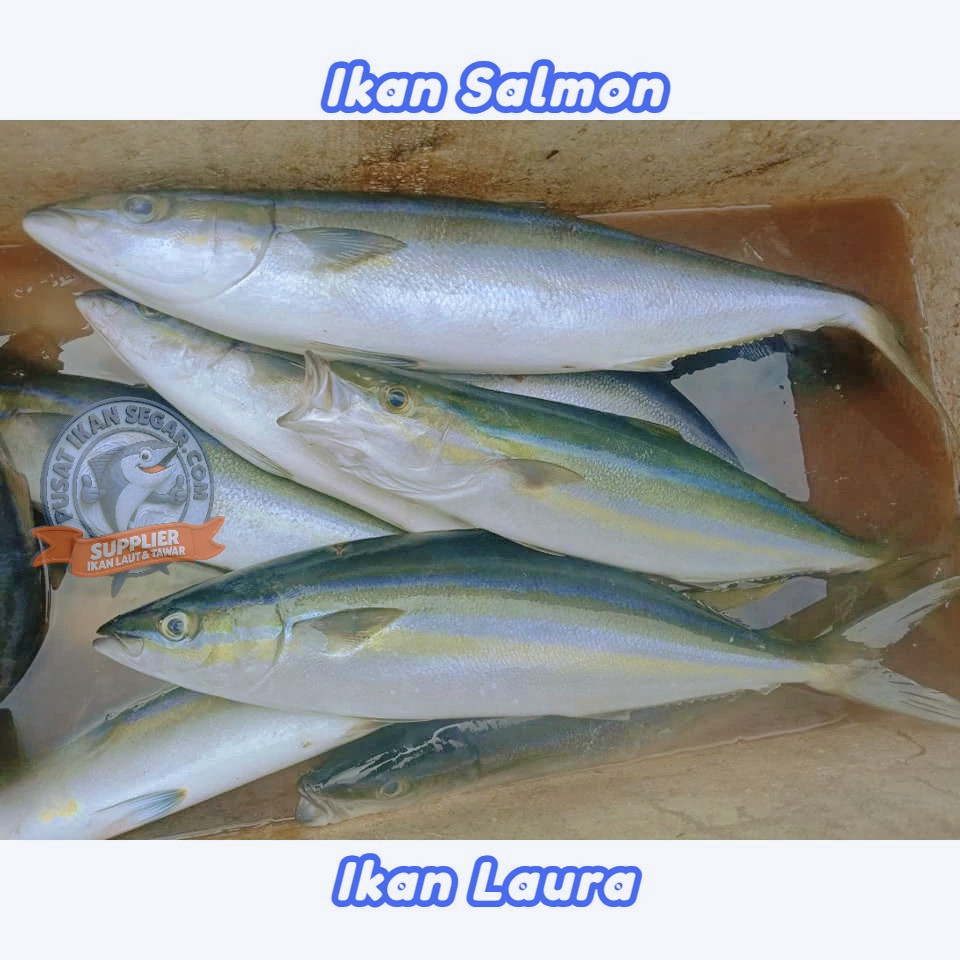 

IKAN SALMON LAURA FRESH FROZEN 1KG