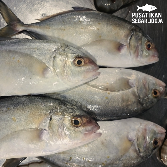 

Ikan Kuwe Segar & Frozen 1Kg - Premium Quality - Kirim Cepat - Tanpa Pengawet - Daging Tebal - Siap Masak