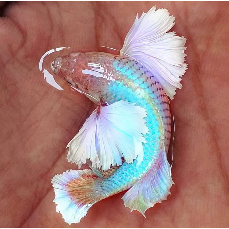 

stiker anomali cupang plakat big ear jantan telinga lebar