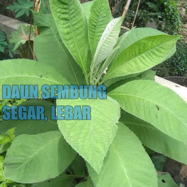 

Daun Sembung Segar 200Gram