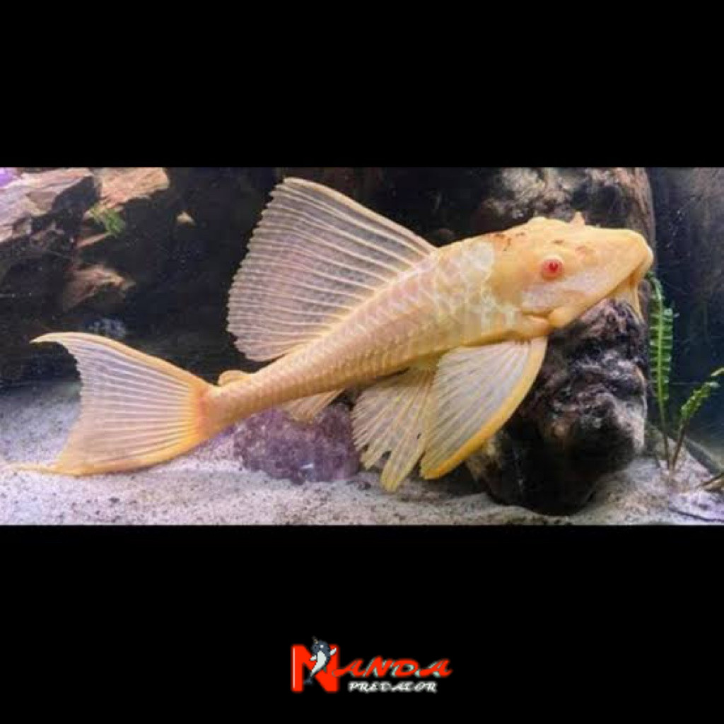 Ikan sapu-sapu mentega PAKET ISI 3 / ikan sapu-sapu albino