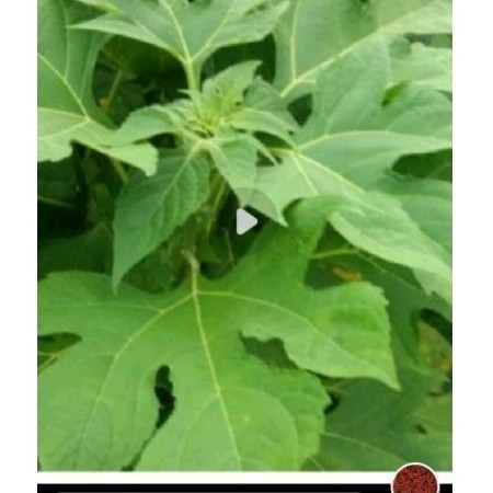 

Redy Daun insulin sgar 300 gr atasi dia betes