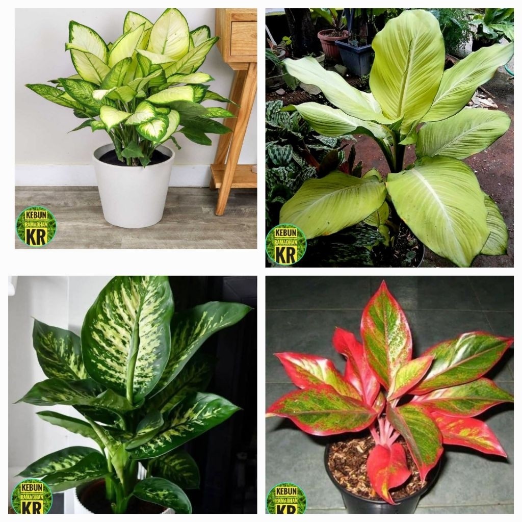 PAKET 4 BESAR TANAMAN BLANCENG DAN AGLONEMA COCOK UNTUK HIASAN RUANGAN