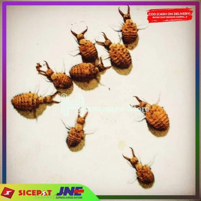 

Herbal Undur-Undur Hidup Perbiji