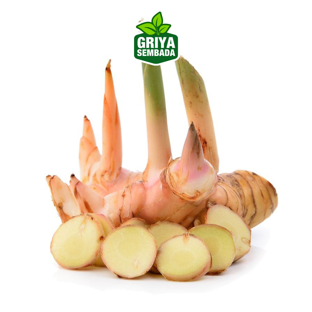 

1 kg Lengkuas Putih/ 500 gram Laos Segar/ Laja (Sunda) Segar Alami