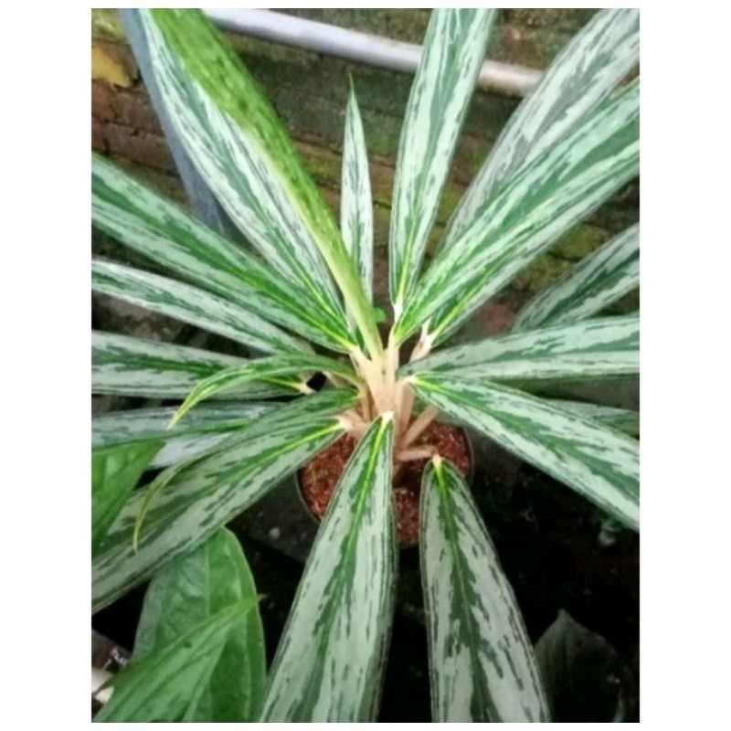 Tanaman Hias Aglonema silver Bambu aglonema bambo ukuran dewasa