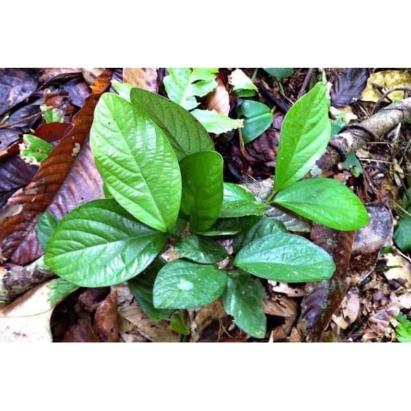 

Daun Singa Depa Apama Tomentosa Murah