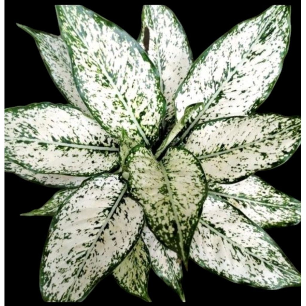 Tanaman Aglonema Snow White Dewasa
