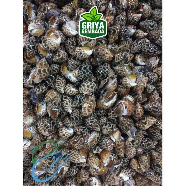 

Kerang Macan Griya Sembada