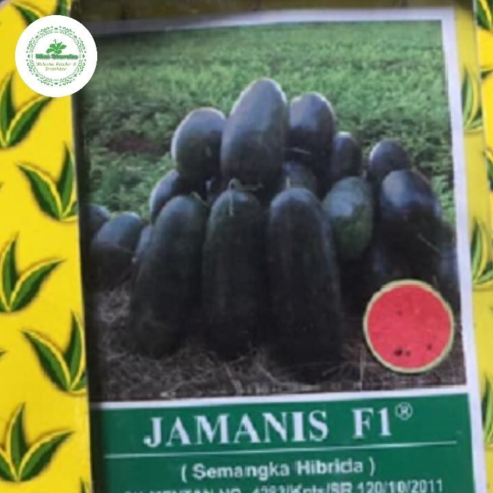 Benih Unggul Semangka Inul Jamanis F1 Hibrida Isi 5 Butir Kemasan Repak Ekonomis