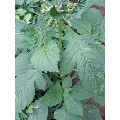 

Jual Daun sintrong/sintrong segar 1kg A.S H. O. A