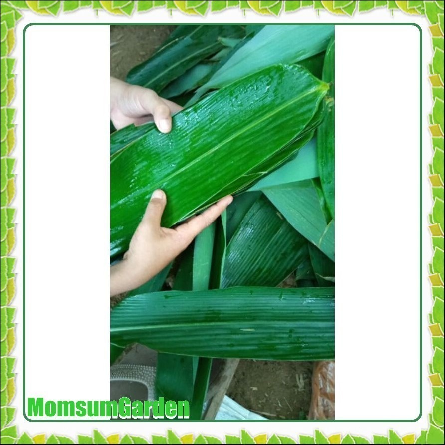 

HalimunHerbal 100 lembar Daun Bambu Jumbo Lebar 10-14cm Bungkus Bacang Bakcang