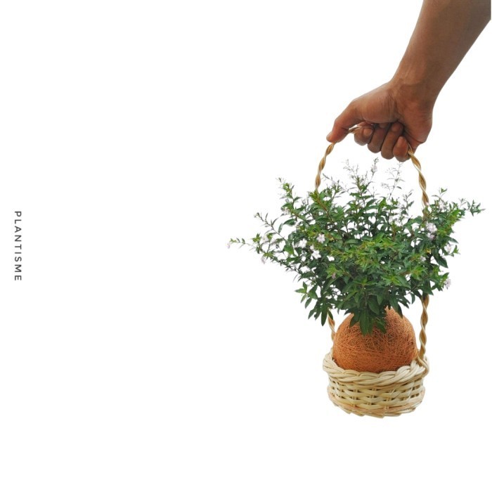 

Botanify - Cuphea Hyssopifolia Hampers Gift Kado Kokedama Souvenirs