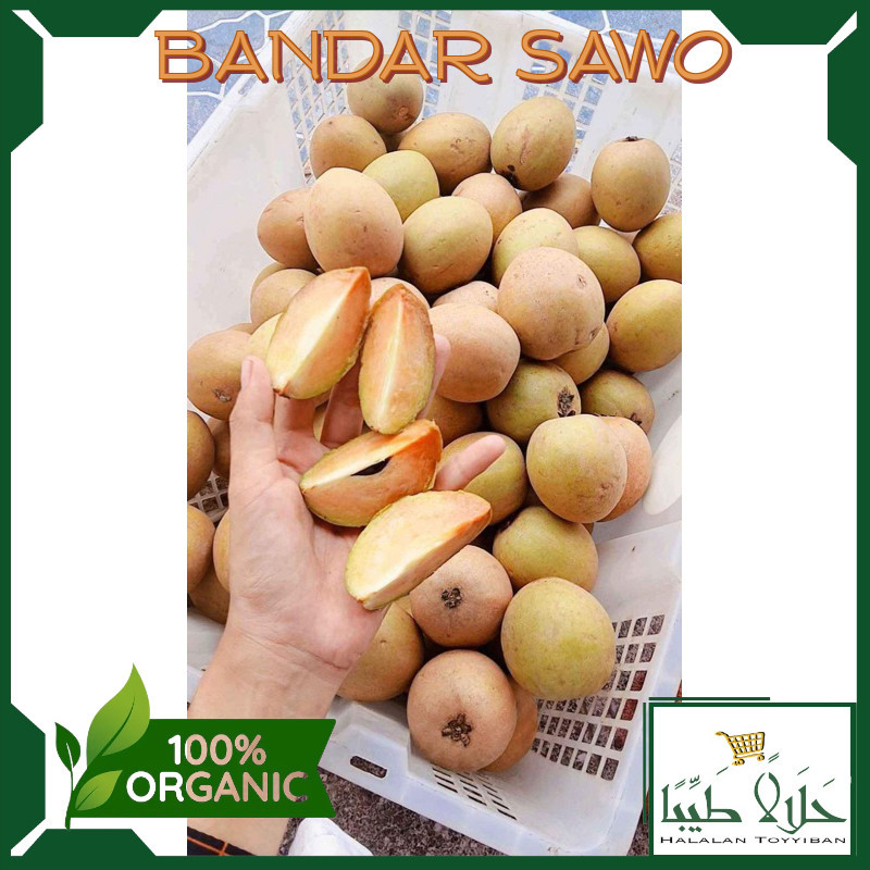 

BANDAR Sawo Segar Berat 1 Kg