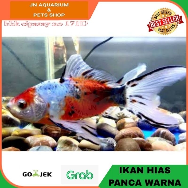 IKAN HIAS KOMET PANCA WARNA / KALIKO CALICO IKAN HIAS AIR TAWAR -+ 10CM