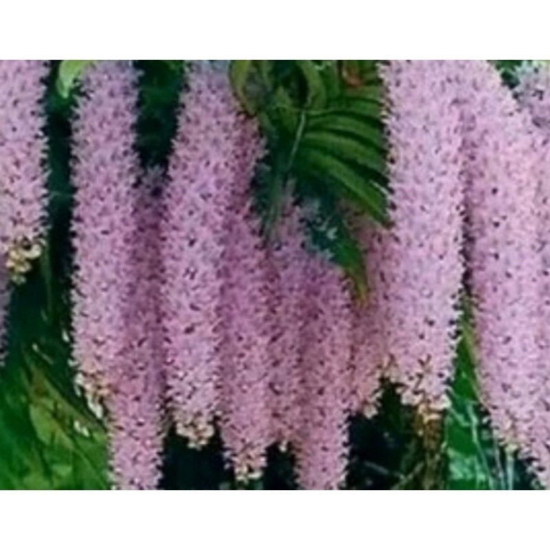 

anggrek sp retusa/ekor tupai ukuran jumbo dan dewasa