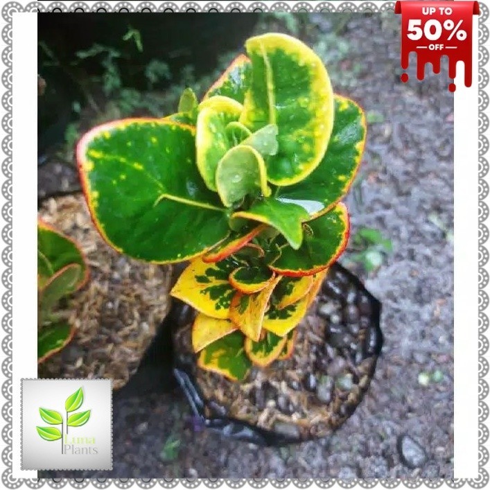 ( BISA COD ) Tanaman Hias Puring Apel Koin / Pohon Puring Koin / Tanaman Hidup Puring Apel Koin / Bu