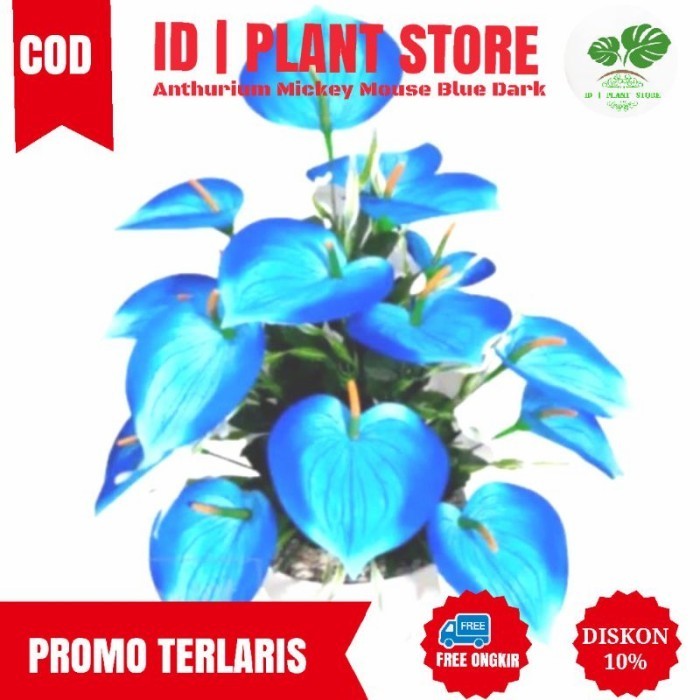 tanaman hias anthurium Mikimouse bunga biru tanaman hidup anthurium