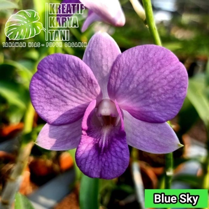 Anggrek dendrobium jumbo - Anggrek Dendrobium ukuran jumbo - BLUE SKY