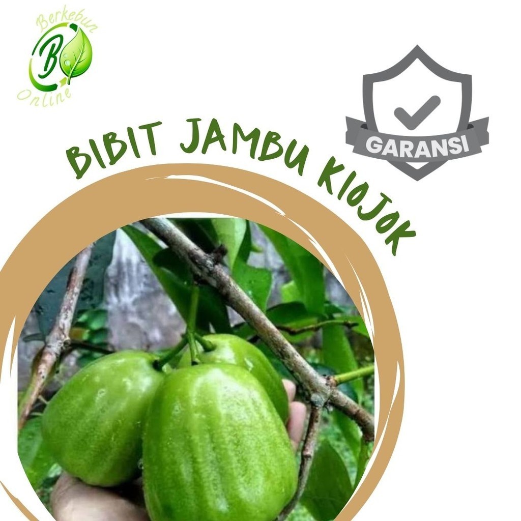 Bibit Jambu Air Kiojok Asli Cangkok Super