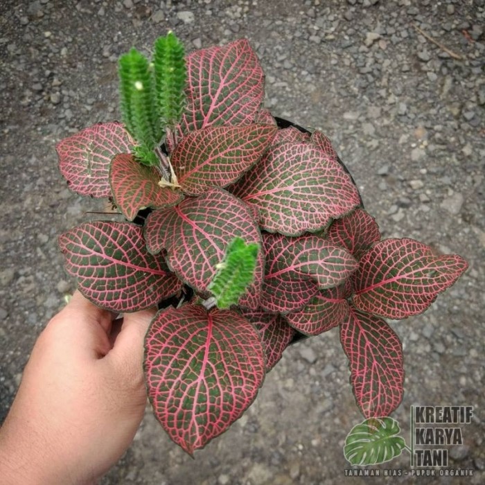 Tanaman hias fittonia - Macam macam jenis tanaman hias fitonia - Fittonia Merah