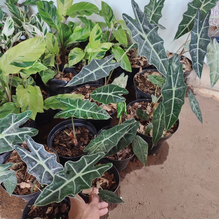tanaman hias keladi tengkorak amazon - caladium amazon